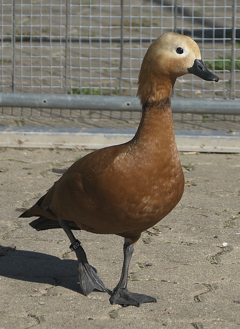 也是對